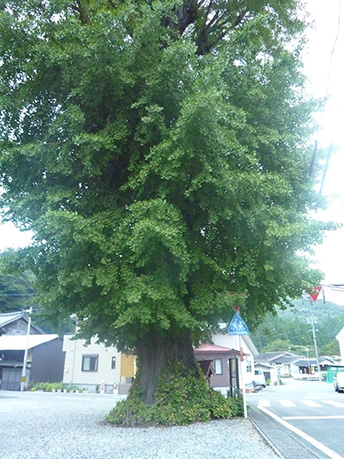大銀杏の木